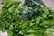 Folhas Verdes Claras e Escuras