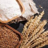 Benefícios nutricionais do trigo