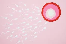 Orientação nutricional para a fertilidade