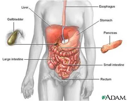 Sinais de Que Seu Intestino Está Sabotando Seu Emagrecimento